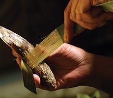 Te Puia, Rotorua