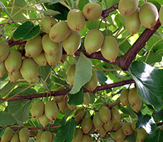 Kiwifruit Orchard Bay of Plenty